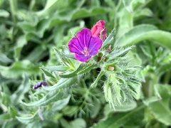 Echium sabulicola decipiens