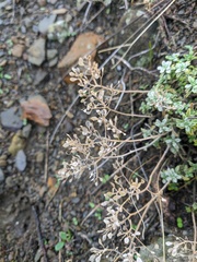 Odontarrhena obtusifolia