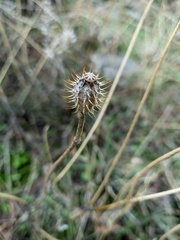 Papaver hybridum