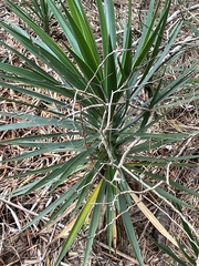 Yucca gloriosa
