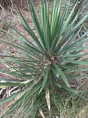 Yucca gloriosa