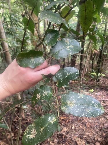 Amborella trichopoda, photograph 2