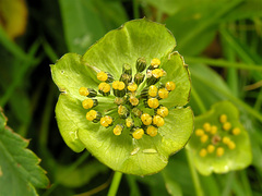 Bupleurum stellatum