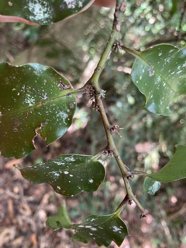 amborella (Amborella trichopoda)