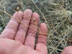 Camelina rumelica