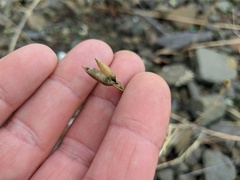 Dianthus marschallii