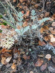 Seseli gummiferum