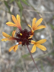 Gaillardia aestivalis