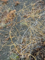 Asparagus verticillatus