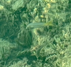 Mulloidichthys martinicus