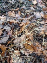 Scandix pecten-veneris