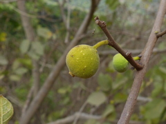 Ficus exasperata