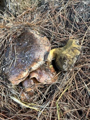 Suillus fuscotomentosus