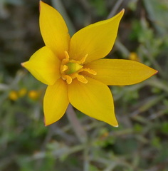 Tulipa sylvestris australis