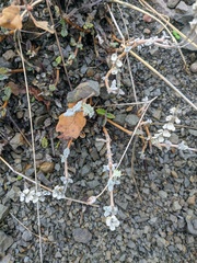 Scutellaria orientalis orientalis