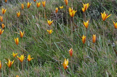 Tulipa sylvestris australis