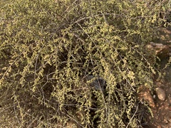 Artemisia barrelieri