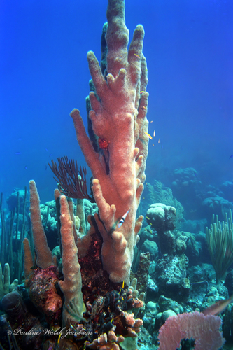 Pillar Coral