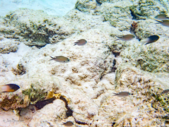 Azurina multilineata