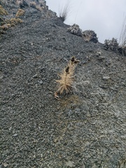 Ptilostemon echinocephalus