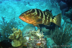 Epinephelus striatus