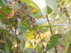 Dioscorea oppositifolia