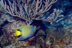 Holacanthus ciliaris