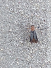Ripiphoridae
