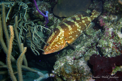 Epinephelus striatus