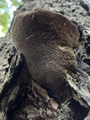 Porodaedalea