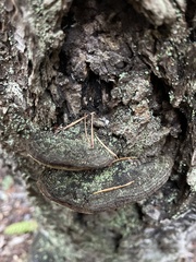 Porodaedalea