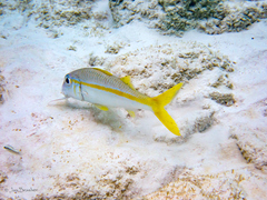 Mulloidichthys martinicus