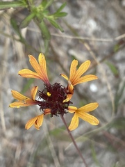 Gaillardia aestivalis