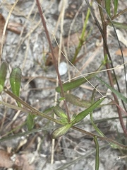 Gaillardia aestivalis