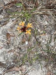 Gaillardia aestivalis