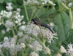Synanthedon pictipes