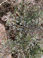 Fagonia cretica