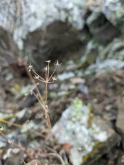 Pimpinella tragium