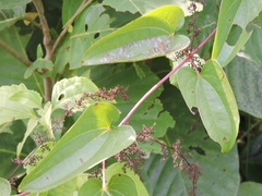 Dioscorea oppositifolia