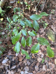 Ilex coriacea