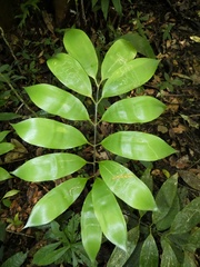 Zamia manicata