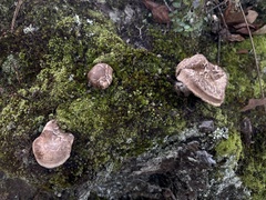 Tricholoma caligatum