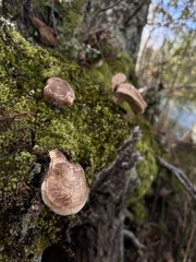 Tricholoma caligatum