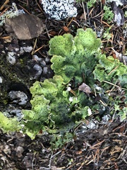 Peltigera britannica