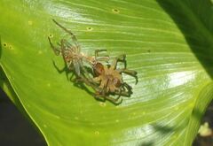 Dolomedes