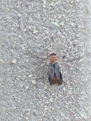 Ripiphoridae