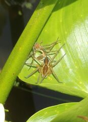 Dolomedes