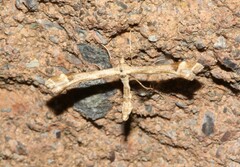 Platyptilia carduidactylus