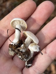 Entoloma abortivum