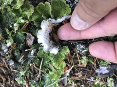 Peltigera britannica